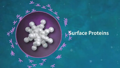 Virus Like Particles
